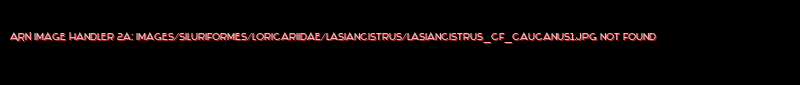 Lasiancistrus cf. caucanus - Click for species page