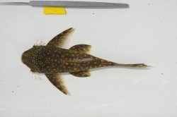 Lasiancistrus guacharote