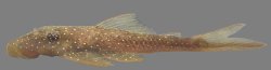 Lasiancistrus schomburgkii - Click for species page