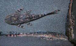 Lasiancistrus tentaculatus