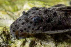 Leporacanthicus joselimai