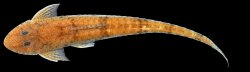 Limatulichthys nasarcus