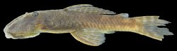 Lithoxancistrus yekuana - Click for species page
