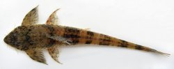 Loricaria luciae - Click for species page