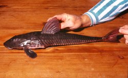 Loricariichthys anus - Click for species page