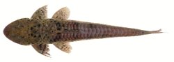 Loricariichthys brunneus