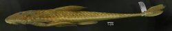 Loricariichthys castaneus - Click for species page