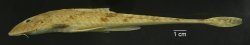 Loricariichthys stuebelii - Click for species page