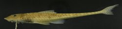 Loricariichthys ucayalensis - Click for species page