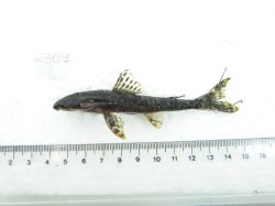 Neoplecostomus yapo - Click for species page