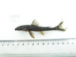 Neoplecostomus yapo