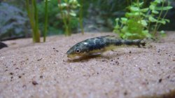 Otocinclus arnoldi - Click for species page