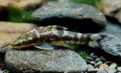 Otocinclus cocama - Click for species page