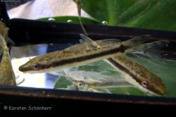 Otocinclus mariae - Click for species page