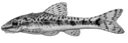 Otocinclus xakriaba - Click for species page