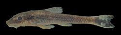 Otothyropsis biamnicus - Click for species page