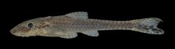 Otothyropsis polyodon - Click for species page