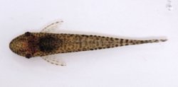 Oxyropsis wrightiana