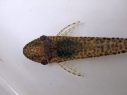 Oxyropsis wrightiana