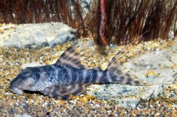 Panaqolus sp. (L459)