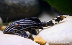 Panaque nigrolineatus - Click for species page