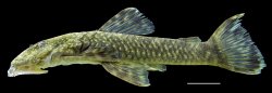 Paralithoxus planquettei - Click for species page