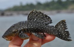 Parancistrus nudiventris - Click for species page