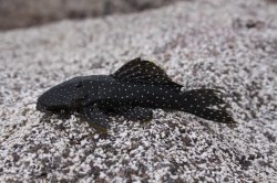 Parancistrus nudiventris