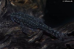 Parotocinclus haroldoi - Click for species page