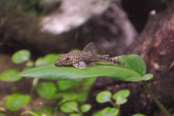 Parotocinclus spilosoma