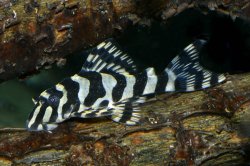 Peckoltia compta - Click for species data page