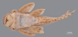 Peckoltia otali