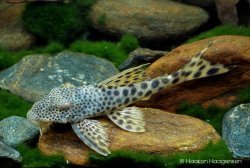 Peckoltia sabaji - Click for species page