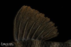 Peckoltia sp. (L265)