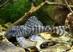 Peckoltia sp. (L377) - Click for species page