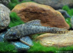 Peckoltichthys bachi - Click for species page