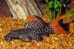 Pseudacanthicus cf. leopardus - Click for species page