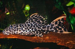 Pseudacanthicus cf. leopardus