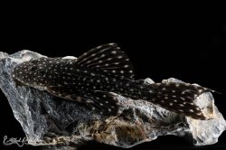 Pseudacanthicus sp. (L097)
