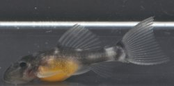 Pseudacanthicus sp. (L452)