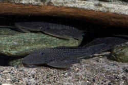 Pseudancistrus barbatus - Click for species page