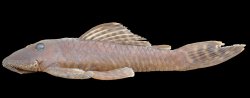 Pseudancistrus kayabi - Click for species page