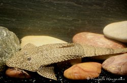 Pseudohemiodon apithanos - Click for species page