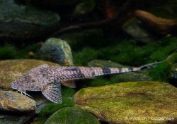 Pseudohemiodon laticeps - Click for species page