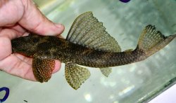 Pterygoplichthys chrysostiktos