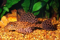 Pterygoplichthys gibbiceps - Click for species page