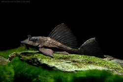 Pterygoplichthys scrophus - Click for species page