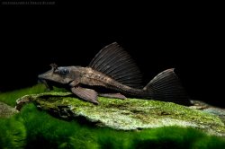 Pterygoplichthys scrophus