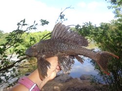 Pterygoplichthys xinguensis - Click for species page