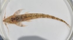 Rhadinoloricaria sp. `RIO APURE` - Click for species page